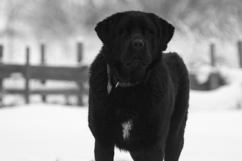 Выросла / ***