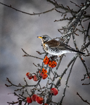 яблочки морозильные / дрозд кушает яблочки