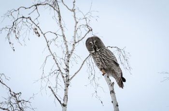 Зимняя стража: сова на карауле. / ***