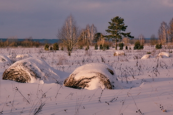 Морозным днём. / Томская область.