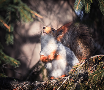 Поцелуй солнышка. / Белка, от солнышка, вроде как чихнула (беззвучно, или тихо),
чих снять удачно не получилось. )