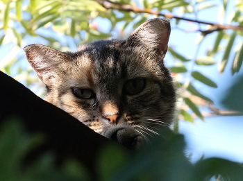 На заборе / ***