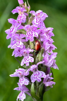 Краснокрылый тополёвый листоед. / ***