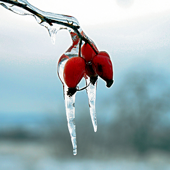 Леденцы / ***