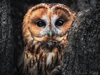 Рыжий портрет / Серая неясыть (рыжая морфа).