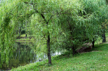 Лесной ручей / Лесной ручей в Кусковском лесопарке в Москве. Август 2024.