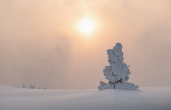 Ёлочка гномик / ***