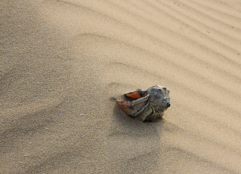 В песках / ***