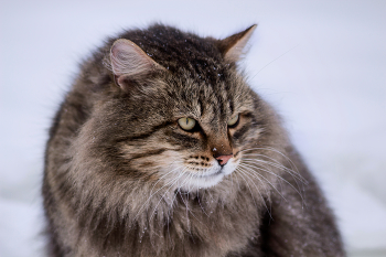 "Рэкетир" / Сибиряк из частного сектора в гостях у дворовых котов в месте трапезы.