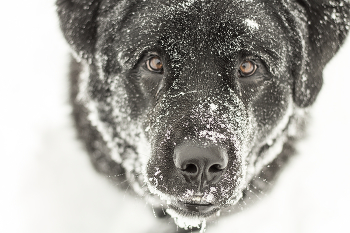 Снежная / ***