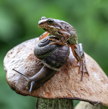 Вези меня, улиточка, вези)))) / Кто в доме хозяин!?