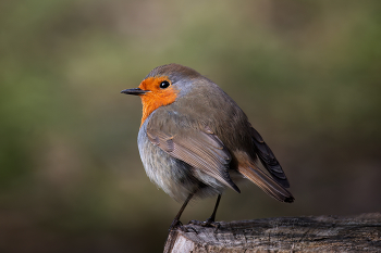 Зарянка зимняя / European Robin.