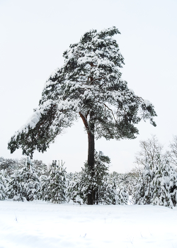 Субботнее... / ***