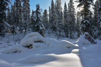 Зимний лес в феврале / Кузбасс, Мысковский городской округ