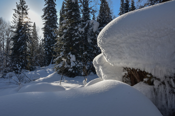 Зимний лес в феврале / Кузбасс, Мысковский городской округ