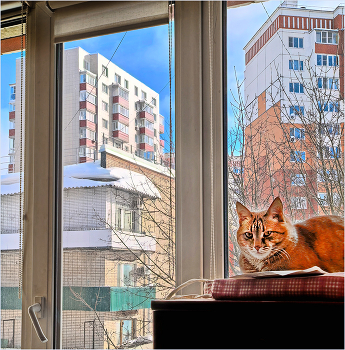 В стиле соцреализма. Портрет кота. / Кот на отдыхе. 9 февраля 2026 года.