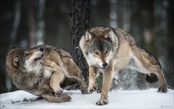 Умри, замри, воскресни .. / Европейские волки.
Беларусь, заказник «Красный Бор».
(c) https://phototravel.pro/zima-v-krasnom-boru
