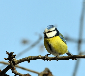 Лазоревка / зима, птицы