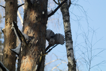 Приближение весны / Распустились местные цветочки)