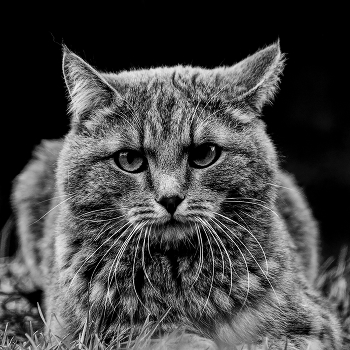 Посмотри мне в глаза / ***