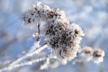 Репей / Репей
