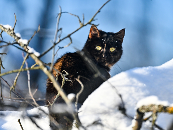 Мои птички / ***