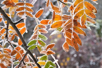 Осеннее утро / Первый снег