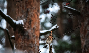 Последние ягоды рябины... / ***