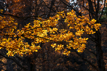 Ораниенбаум осенью. / ***