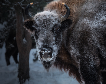 Смотри в глаза / Деревня Ягодное. ГПЗ "Калужские засеки". Калужская область. 18 января 2026