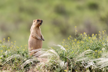 Степной зверёк / Байбак