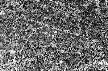 Пейзажизнь / ***