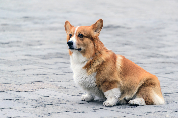 Корги / ***