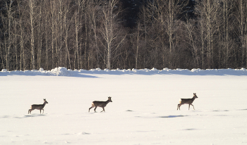 Караван идет / ***