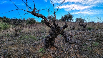 &nbsp; / La Vilella Alta - vinyes velles - Priorat