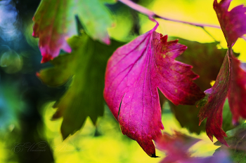 Два цвета на одной ветке / Начало осени в саду