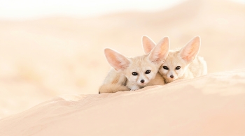 Нежность пустыни / две ai фенеки