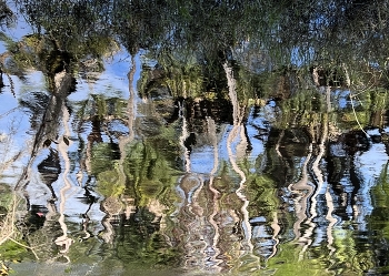 &nbsp; / Forest River reflexion on a windy day