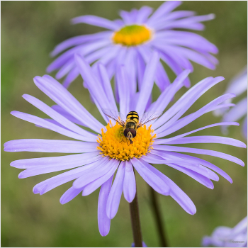 &nbsp; / Обыкновенная журчалка, или Перевязанный сирф (Syrphus ribesii)