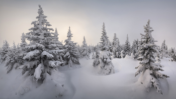 "Зима на Урале" / Заснеженные ели в парке Таганай. Челябинская область, январь