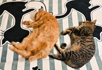 Стар и млад / ***