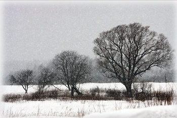 три тополя на.... / ***