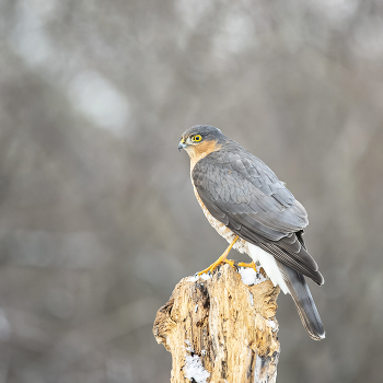 Ястреб перепелятник / ***