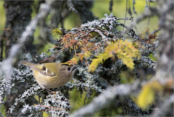 Королёк в волшебном лесу / Птица королёк в волшебном лесу