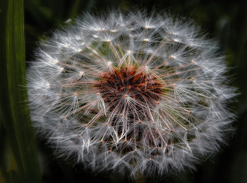 Макро. / Одуванчик.