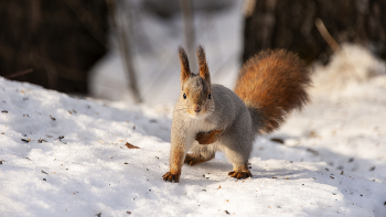 Хвост-помпон и зимние приключения. / ***