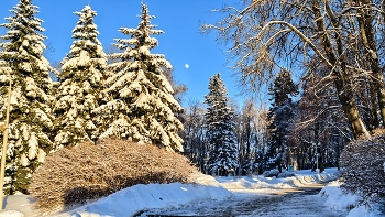 Там, на заснеженных дорожках.. / Просто удачно попало в кадр.