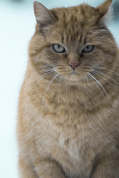 Сельский авторитет / ***