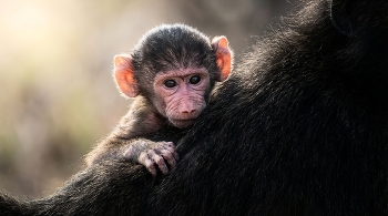 Под защитой / ai детеныш бабуина