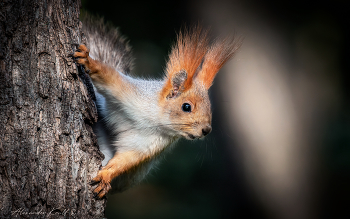 А орешек дашь? / Белка в ожидании оплаты фотосессии с ней.